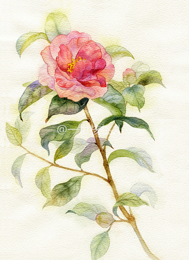 花卉植物类手绘图