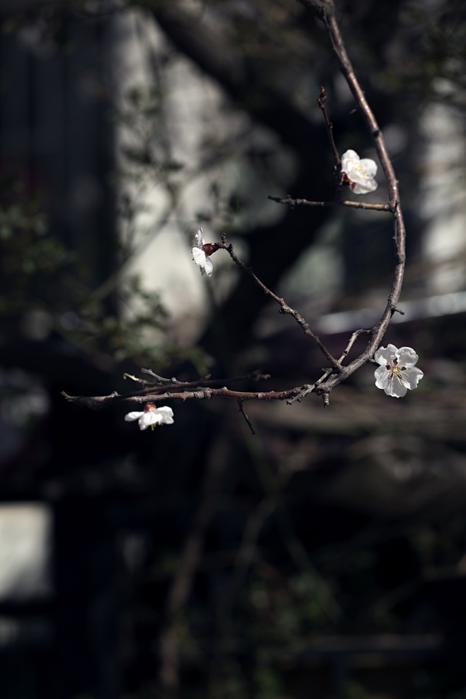 一茶一花
