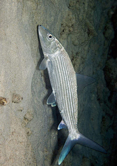 海洋生物