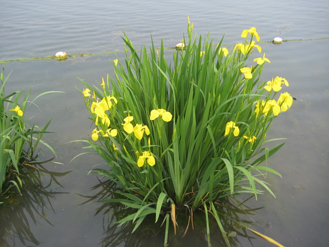 水生植物