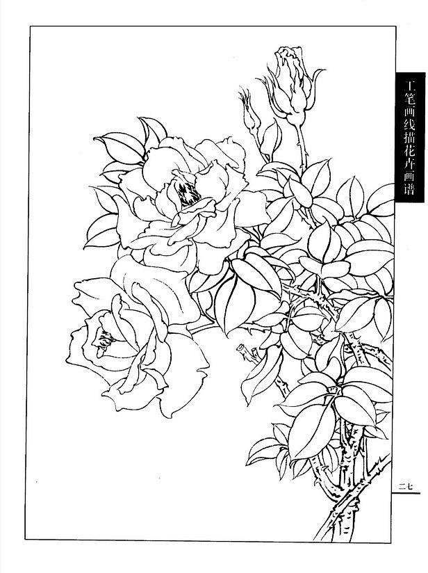 工笔画线描花卉画谱月季篇