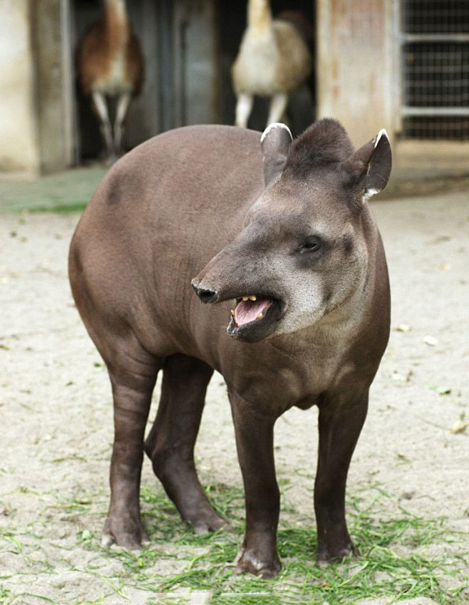 奇蹄目·角型亚目·貘科:南美貘