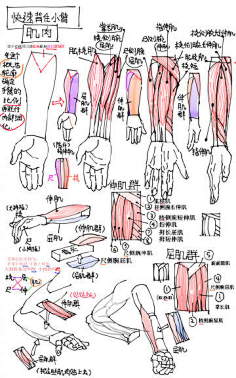 com #资源君# 【新手学画】男性及女性的手及手臂肌肉及骨骼绘画参考