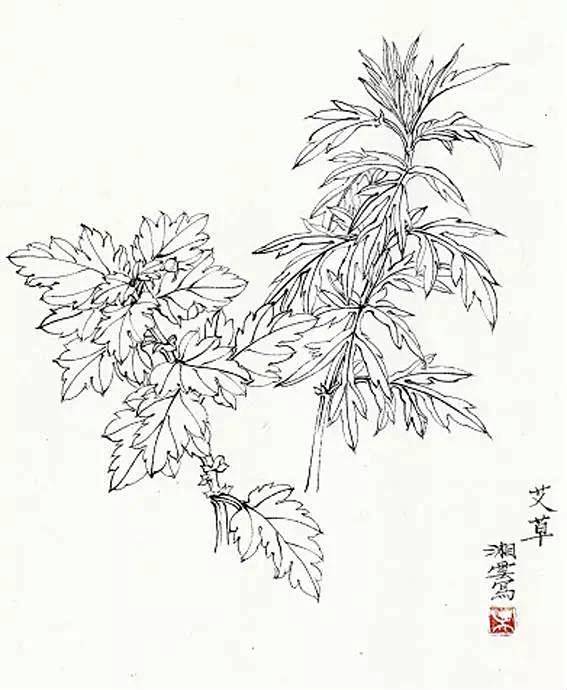 zf-花瓣网|陪你做生活的设计师 | 手绘绿色树叶艾草