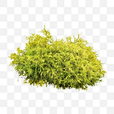 草地