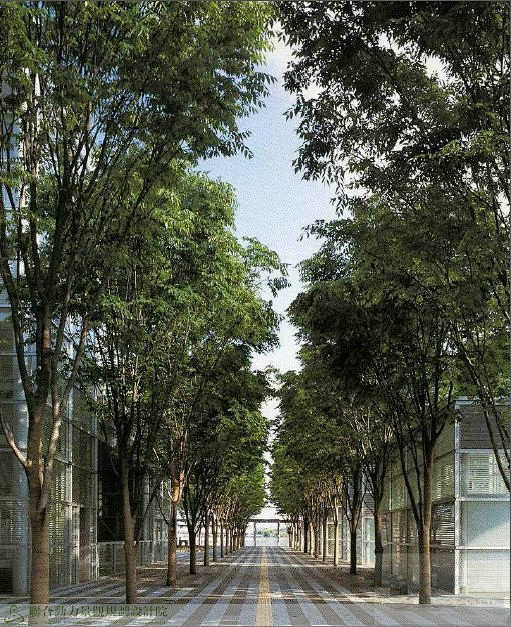 榉树  