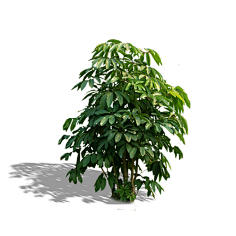 植物ps素材