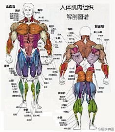 解剖_看图_无极黑吧_百度贴吧 9 1 隔壁王大爷采集到人体/结构/姿态