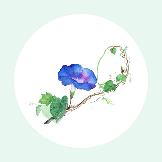 彩铅-花瓣网|陪你做生活的设计师 | 水彩画:花