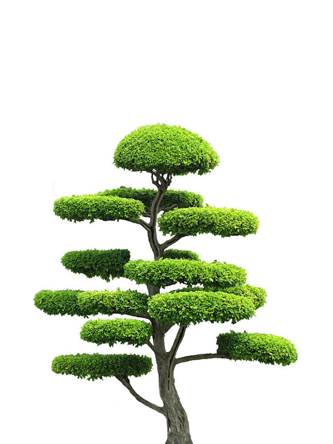a-花园-造型树/盆景园