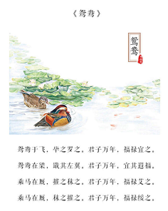 鸳鸯  