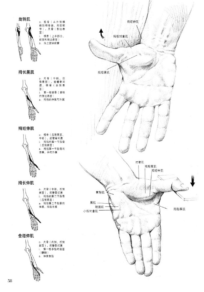 绘画参考学习手臂手部肌肉结构手臂结构人体肌肉人体机构手臂前后