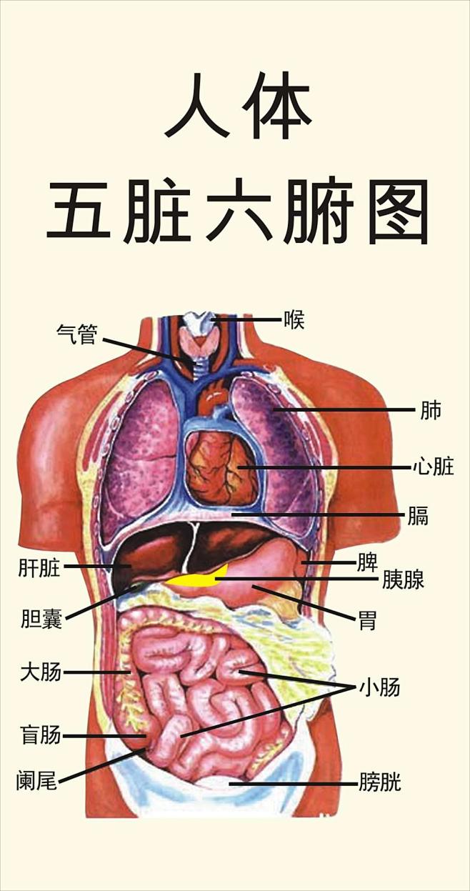 tsuqo5uz采集于2018-03-28 11:38:40五脏六腑图3喜欢阴阳五行八卦tsu