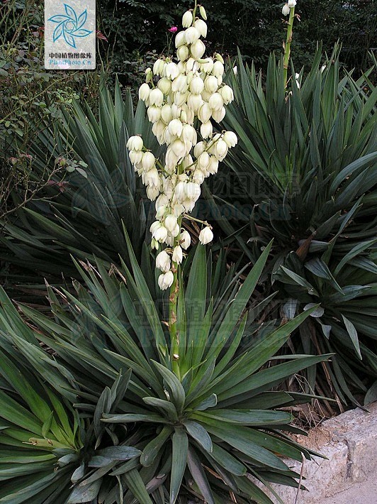 cn yucca gloriosa 凤尾丝兰 龙舌兰科-丝兰属-凤尾丝兰 plantphoto.