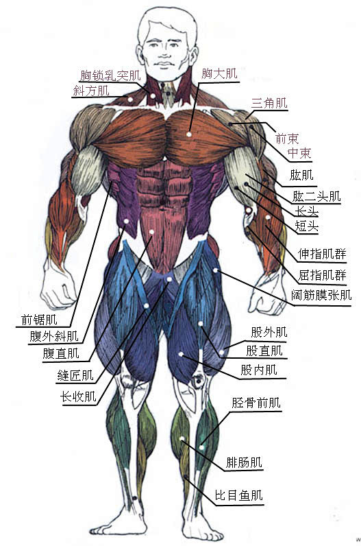 绘本-花瓣网|陪你做生活的设计师 | 人体肌肉名称图