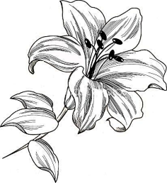 速写-花瓣网|陪你做生活的设计师 | ]-美术插画 - doooor.com