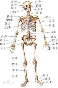 com 人体骨骼图片_百度百科