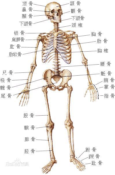 人体骨骼图片百度百科