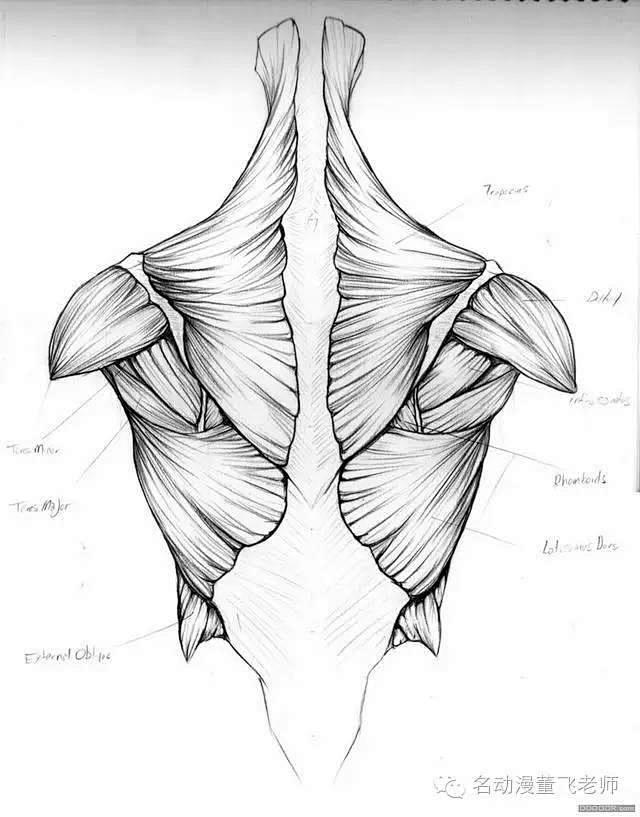 人体结构画法之肩部胸腔背部动作参考