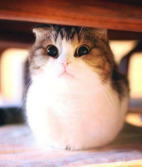 看神马看没见过胖纸吗胖子肥猫