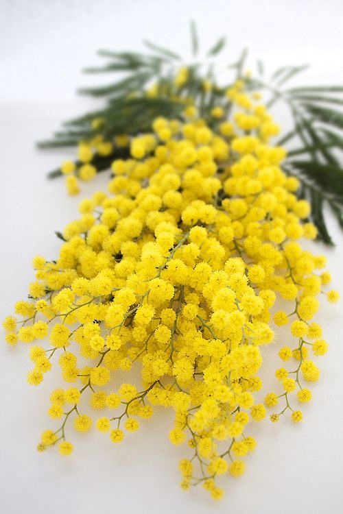 mimosa/acacia: