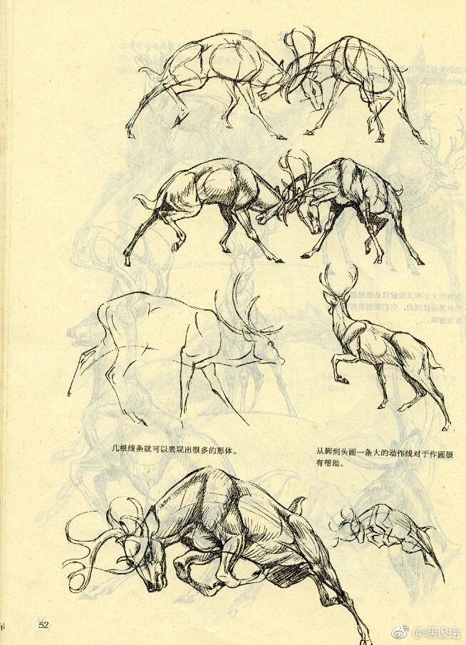 鹿的身体结构与画法动物解剖学转需67676767