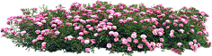 三一先生采集到植物花草png