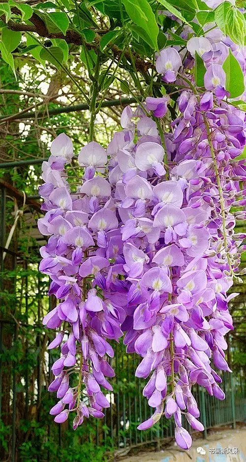 风景摄影:花儿朵朵(一)-花瓣网|陪你做生活的设计师