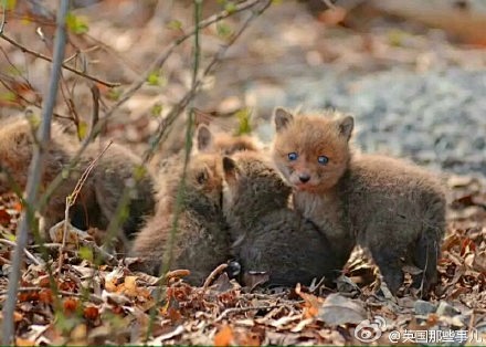com 有个哥们在他家后院里发现了一窝刚出生的小狐狸.