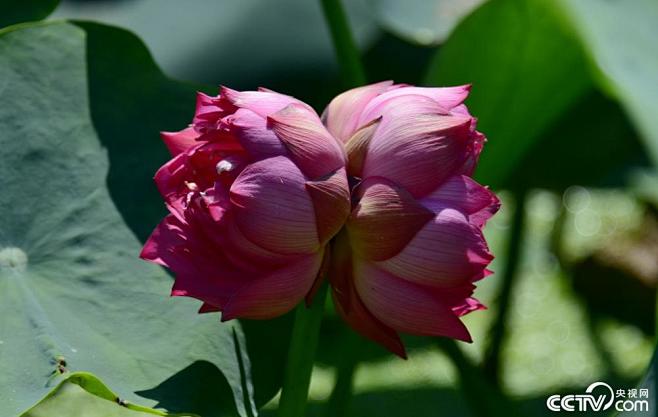 019年7月14日,北京,圆明园并蒂莲开花。并蒂莲