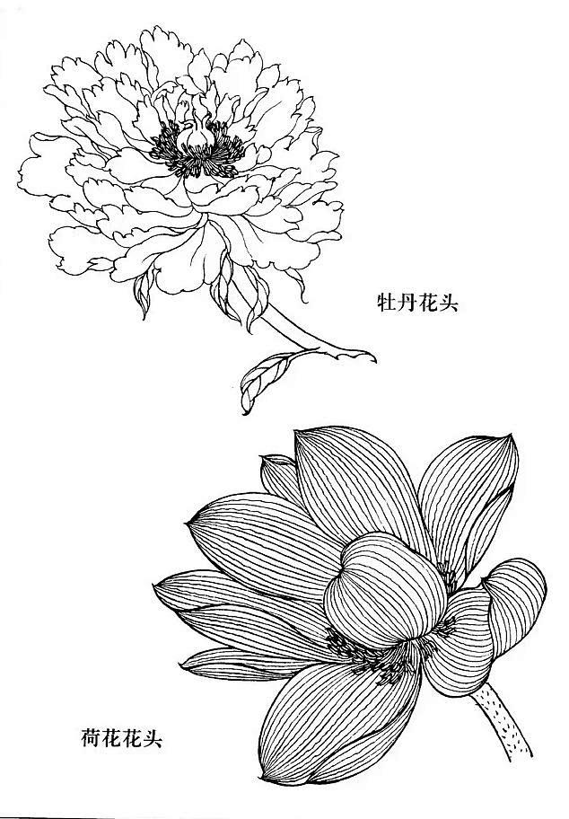 工笔白描花卉