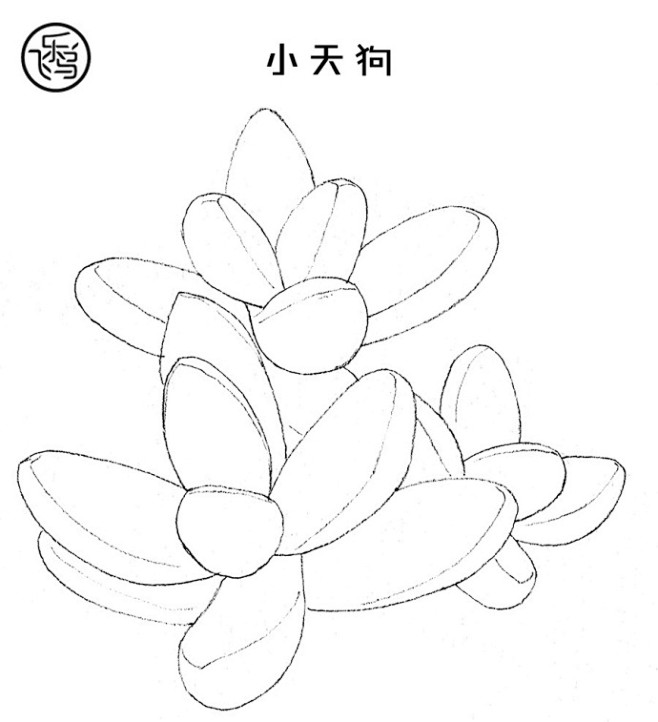 手绘素材多肉线稿素材来自飞乐鸟出版的水彩多肉绘建议用彩铅或水彩画