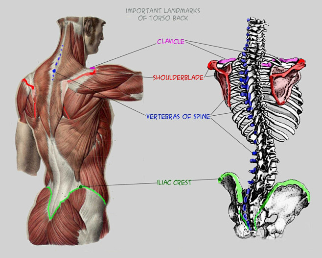 cn 【雕塑|人体参考素材】_建模必备的人体结构参考图-躯干肌肉与骨骼