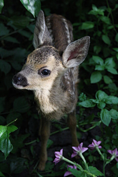 草食