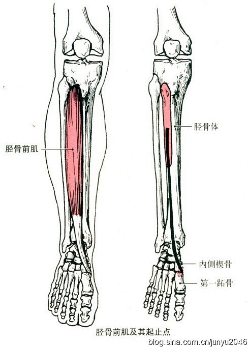 人体结构腿