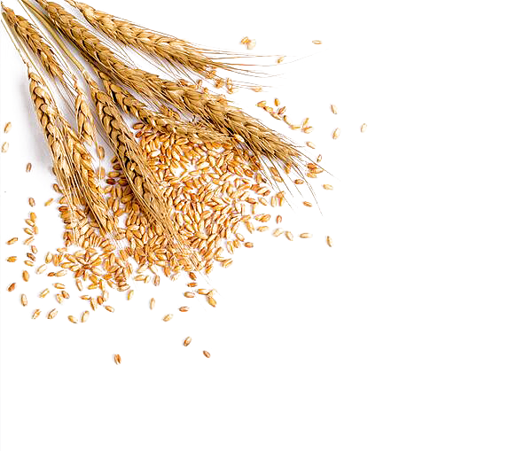 小麦麦粒麦子png