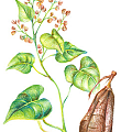 何首乌,中药,插画