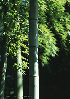 绿色竹子素材