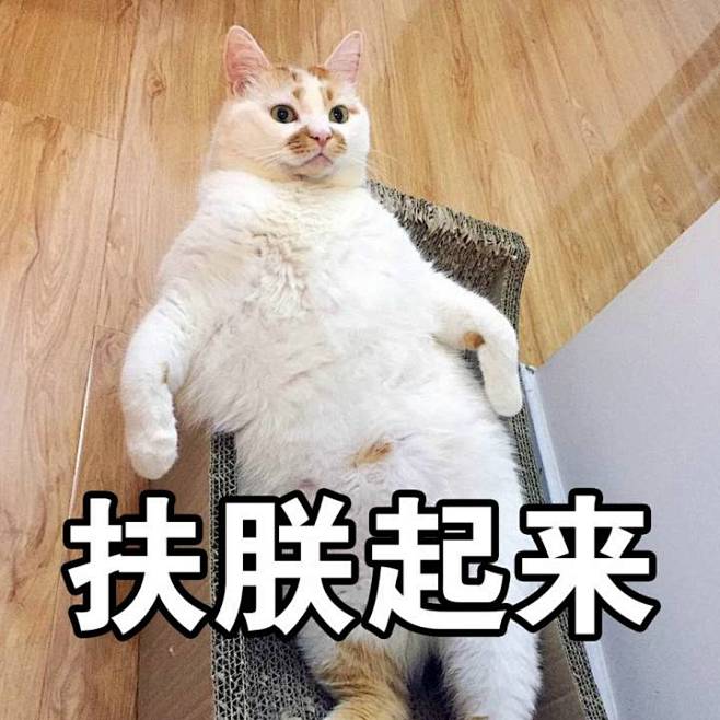 猫咪表情包