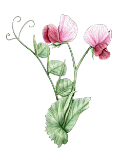 com 花卉-黄秋秋aggie_彩铅,花卉,手绘_涂鸦王国插画