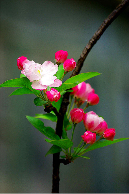 绿叶红花闹春枝