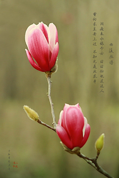 玉兰花白玉兰等