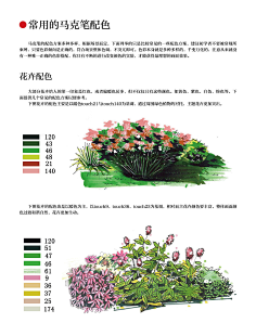 马克笔植物手绘教程案例分享