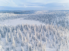 雪景 冬天 俯瞰 冬天 雪松