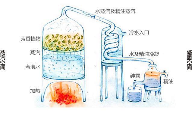 萃取精油萃取工艺精油蒸馏水蒸气蒸馏装置图精油萃取图精油蒸馏过程图