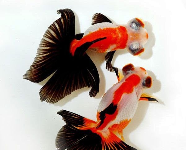 金鱼