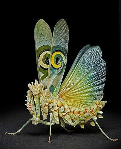 世界最美的螳螂