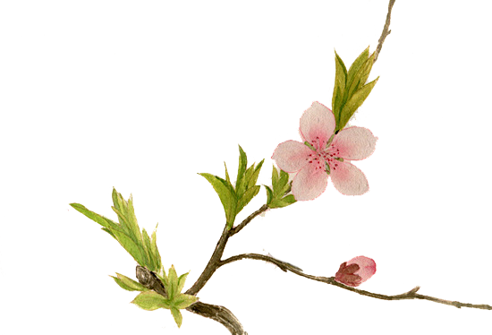 桃花