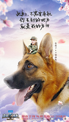 综艺真正男子汉奇兵神犬