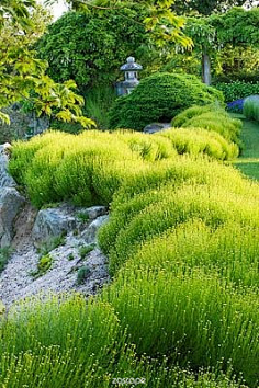 平帅采集到植物景观